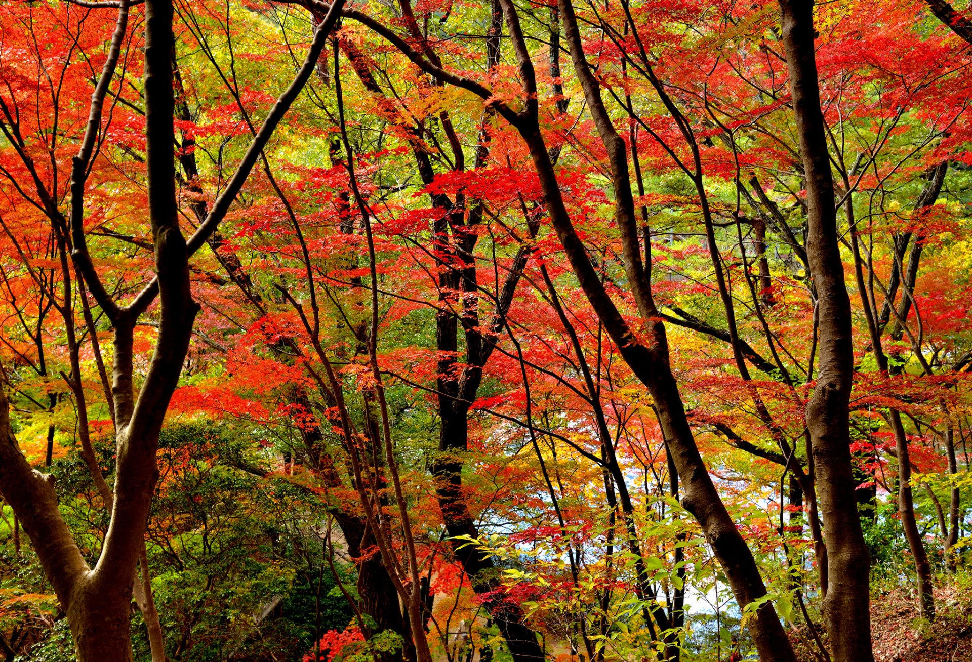 forest tree leaves autumn purple