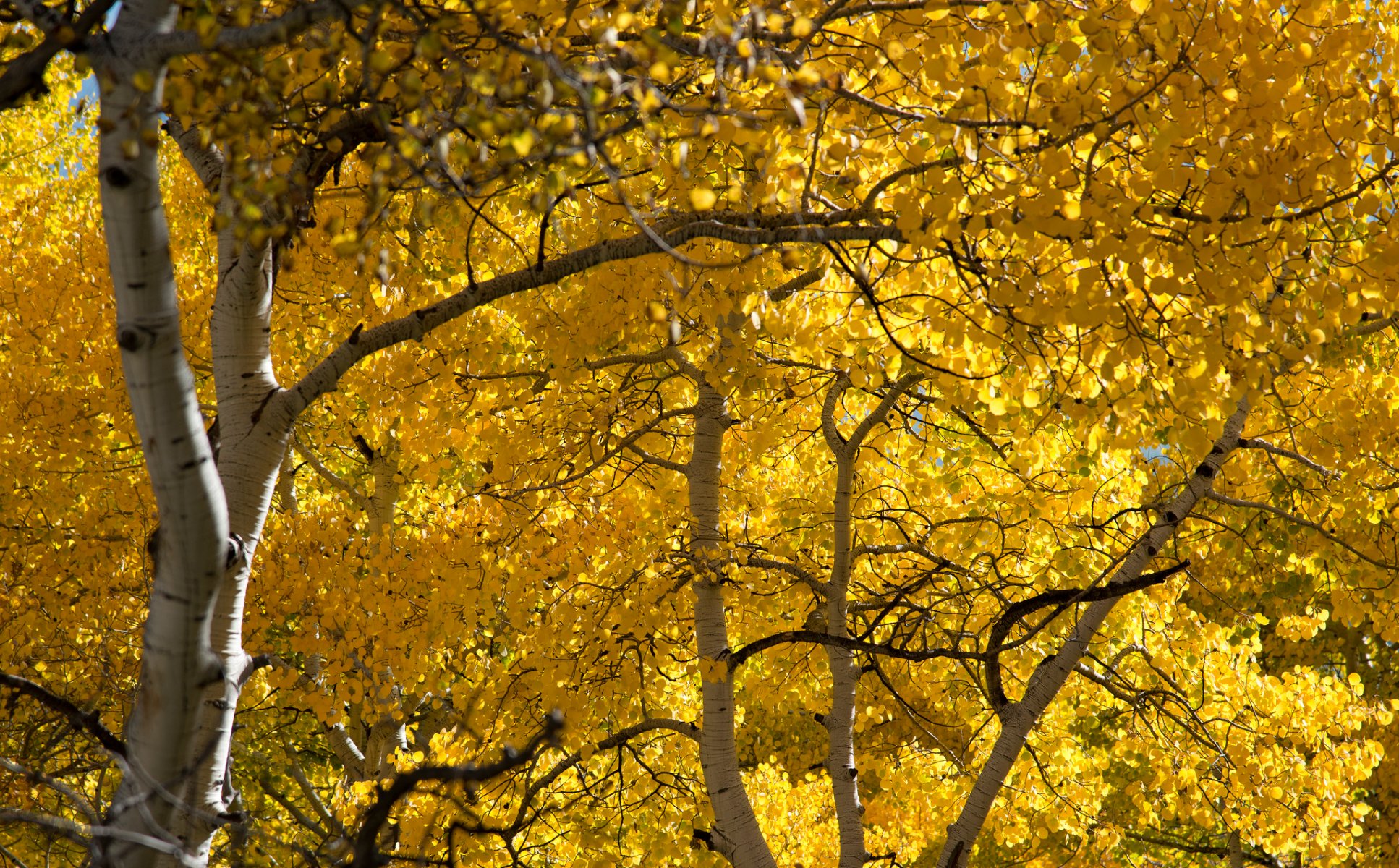 forest grove aspen leaves autumn
