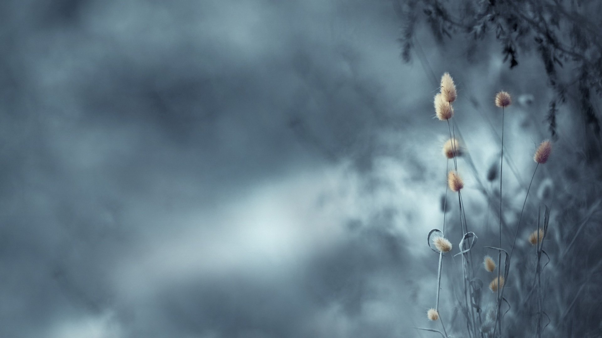 flower nature background