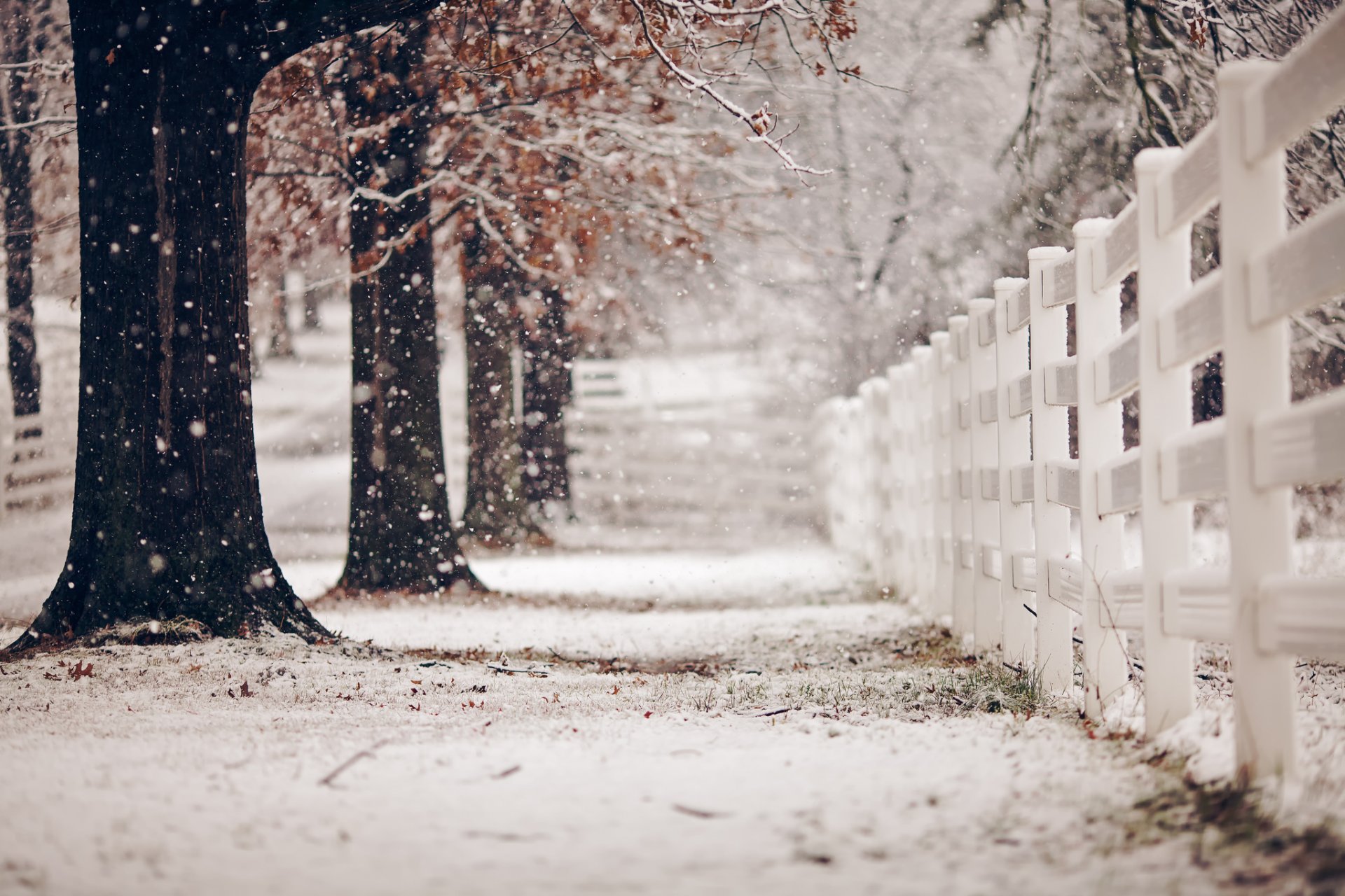 treet fence winter
