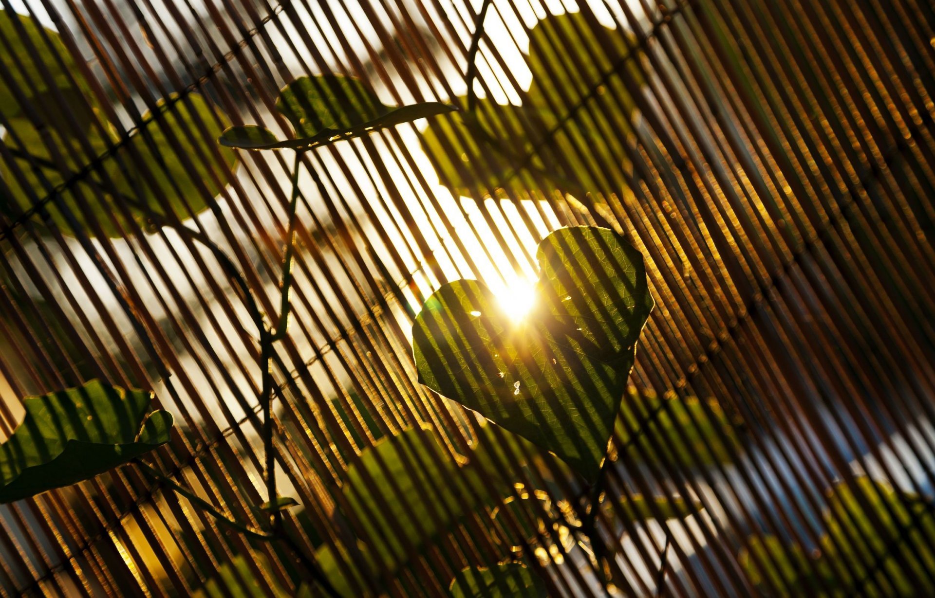 nature leaves leaf sun rays day heart tree love