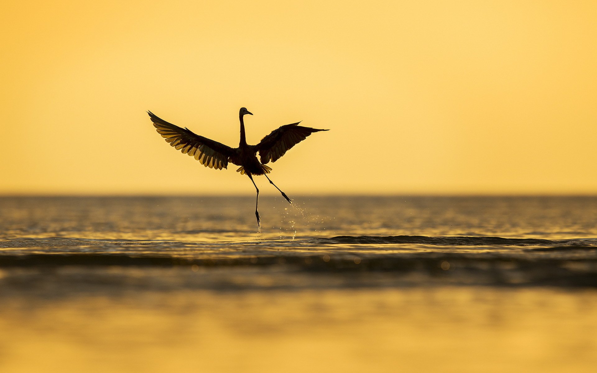 poultry sea nature
