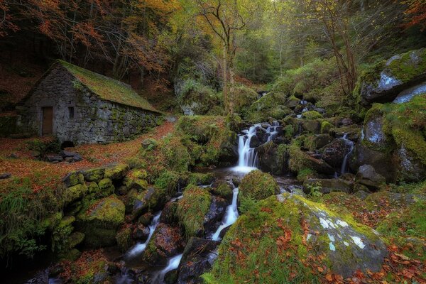 A forest stream flows past the hut
