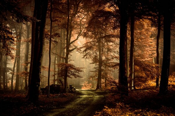 The road through the mysterious autumn forest