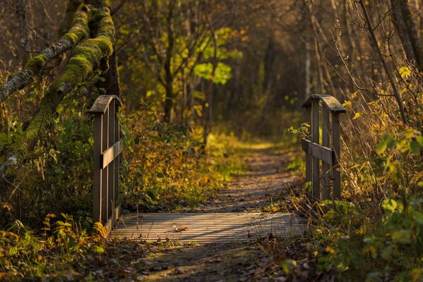 A bridge in the autumn forest