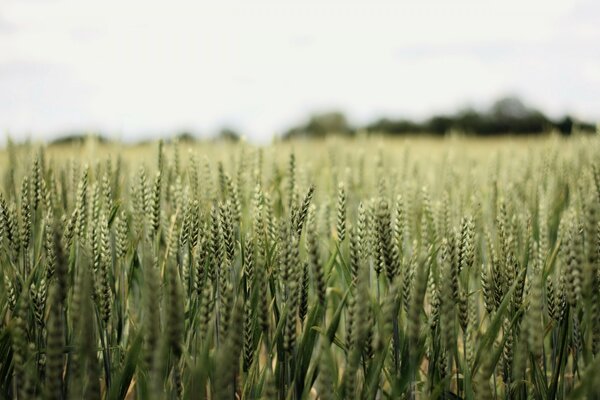 Wheat ears ripen in summer