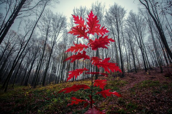 A young oak tree on a slope in the forest