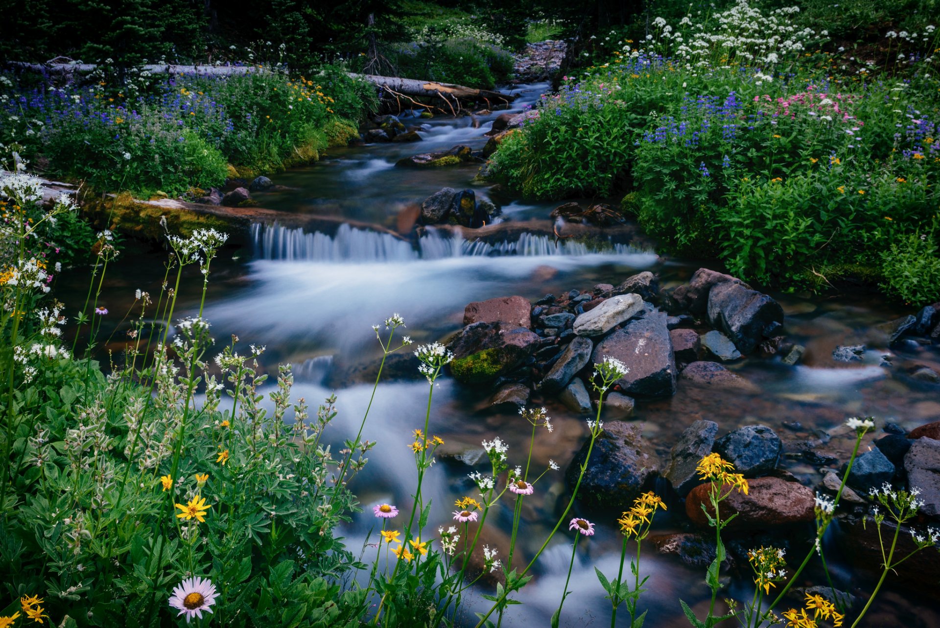 melody creek mount rainier national park washington national park mount rainier creek flower stone