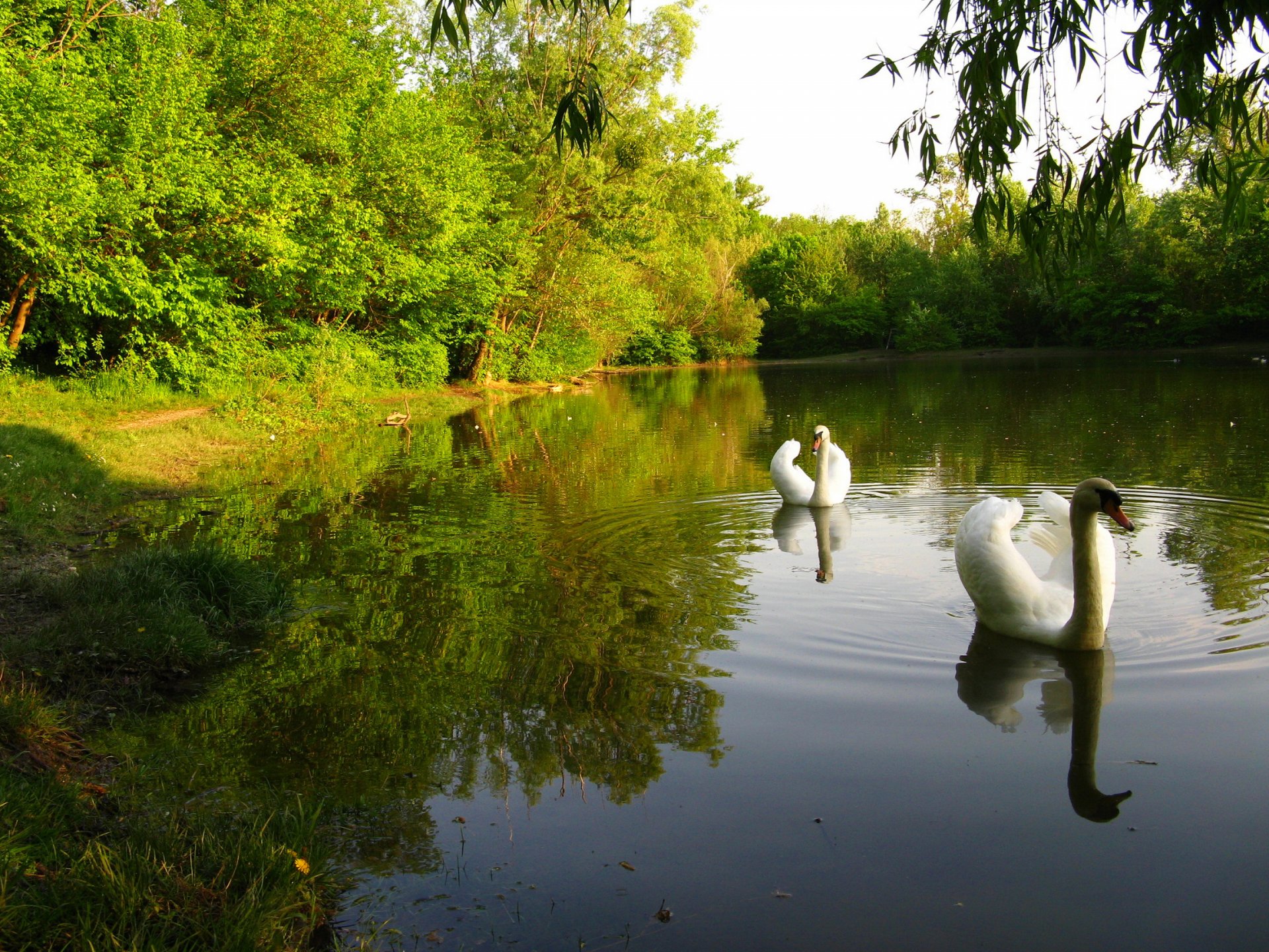 ky forest park pond tree swan poultry