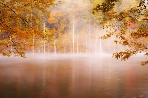 Creeping fog in the early morning in the forest thicket on the river