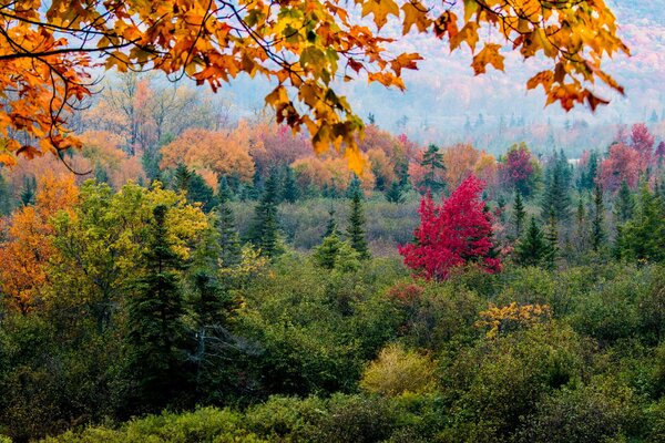 Trees forest leaves autumn