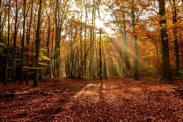 The golden autumn has come