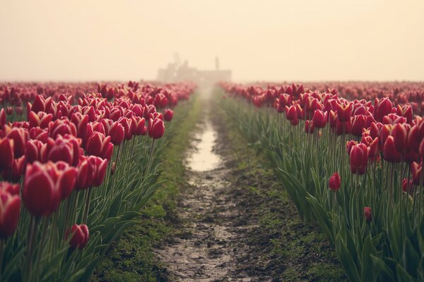 The road to the field with burgundy tulips