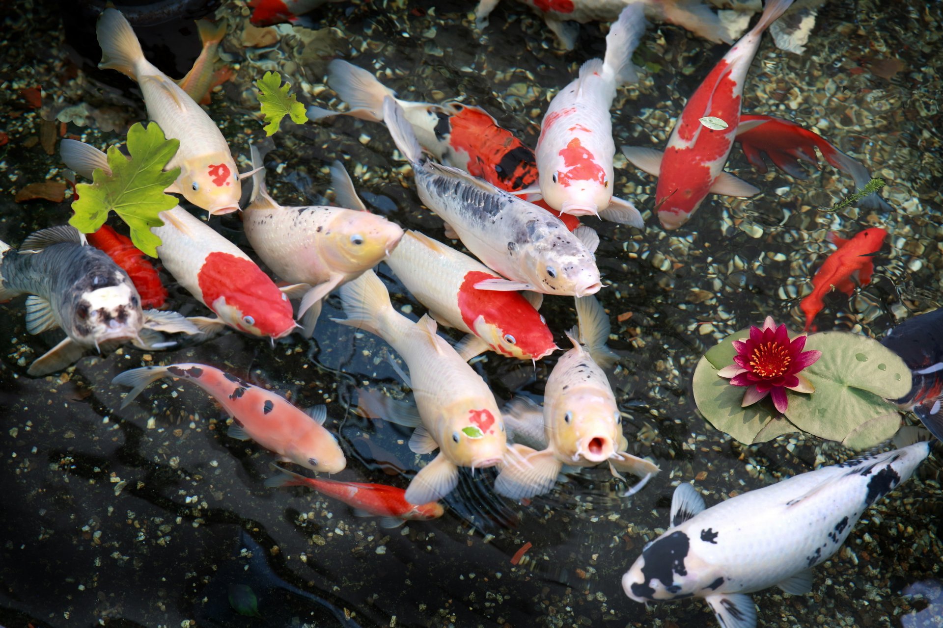 fish lilies nature