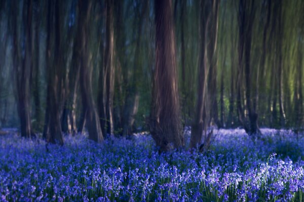 Glade of blue bells in the forest