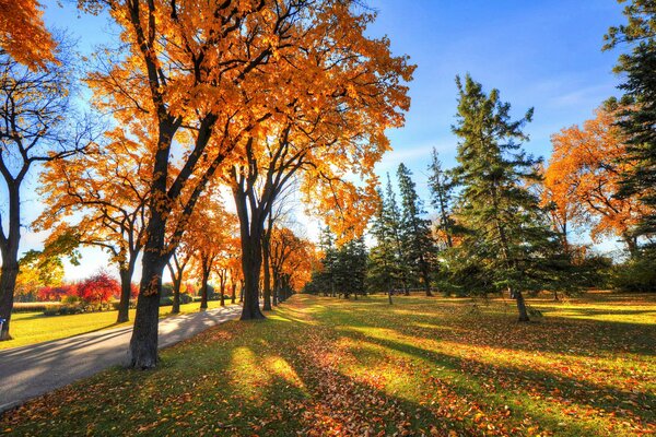 Park in autumn. Fallen leaves on the grass