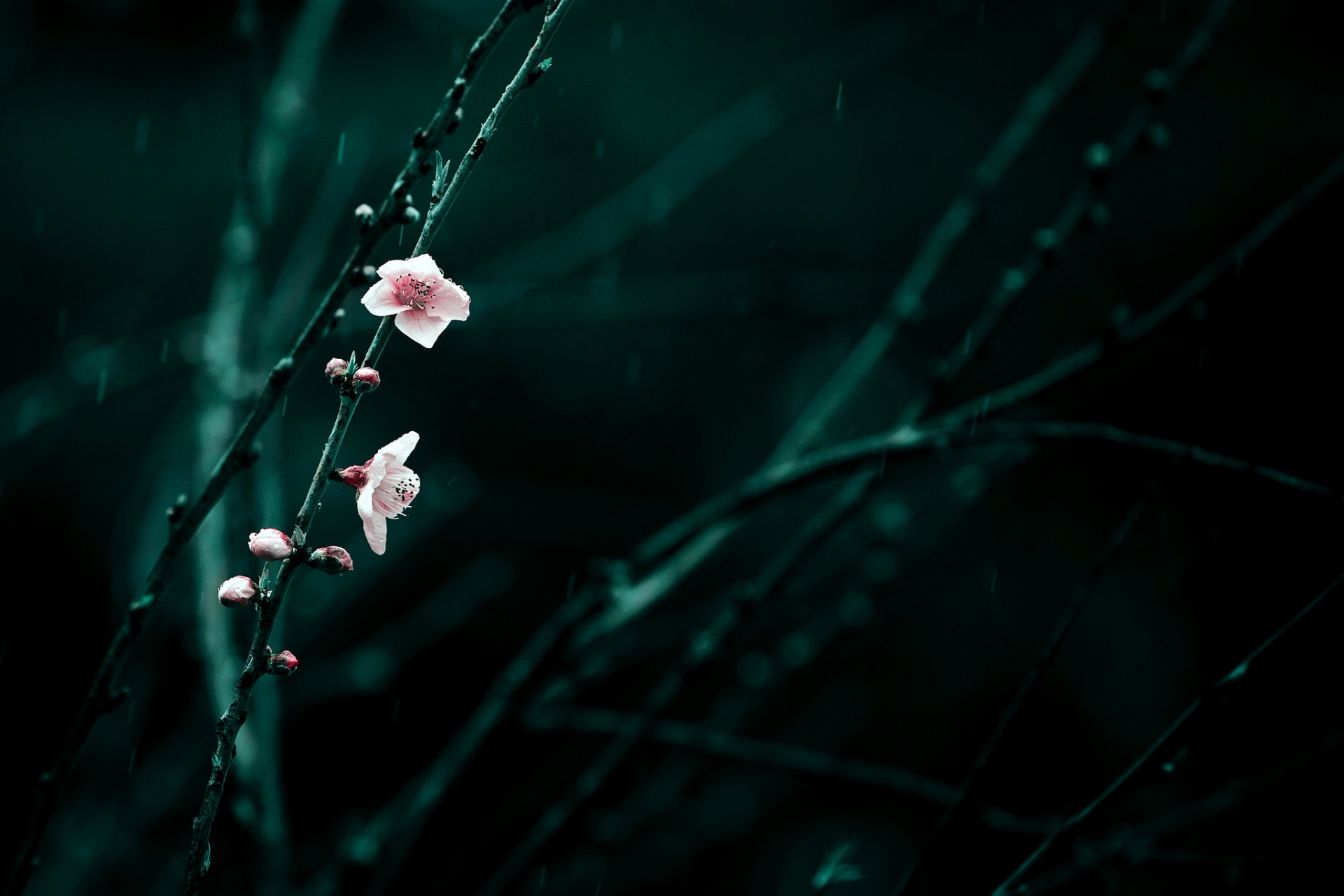 branches flower pink cherry bloom spring rain