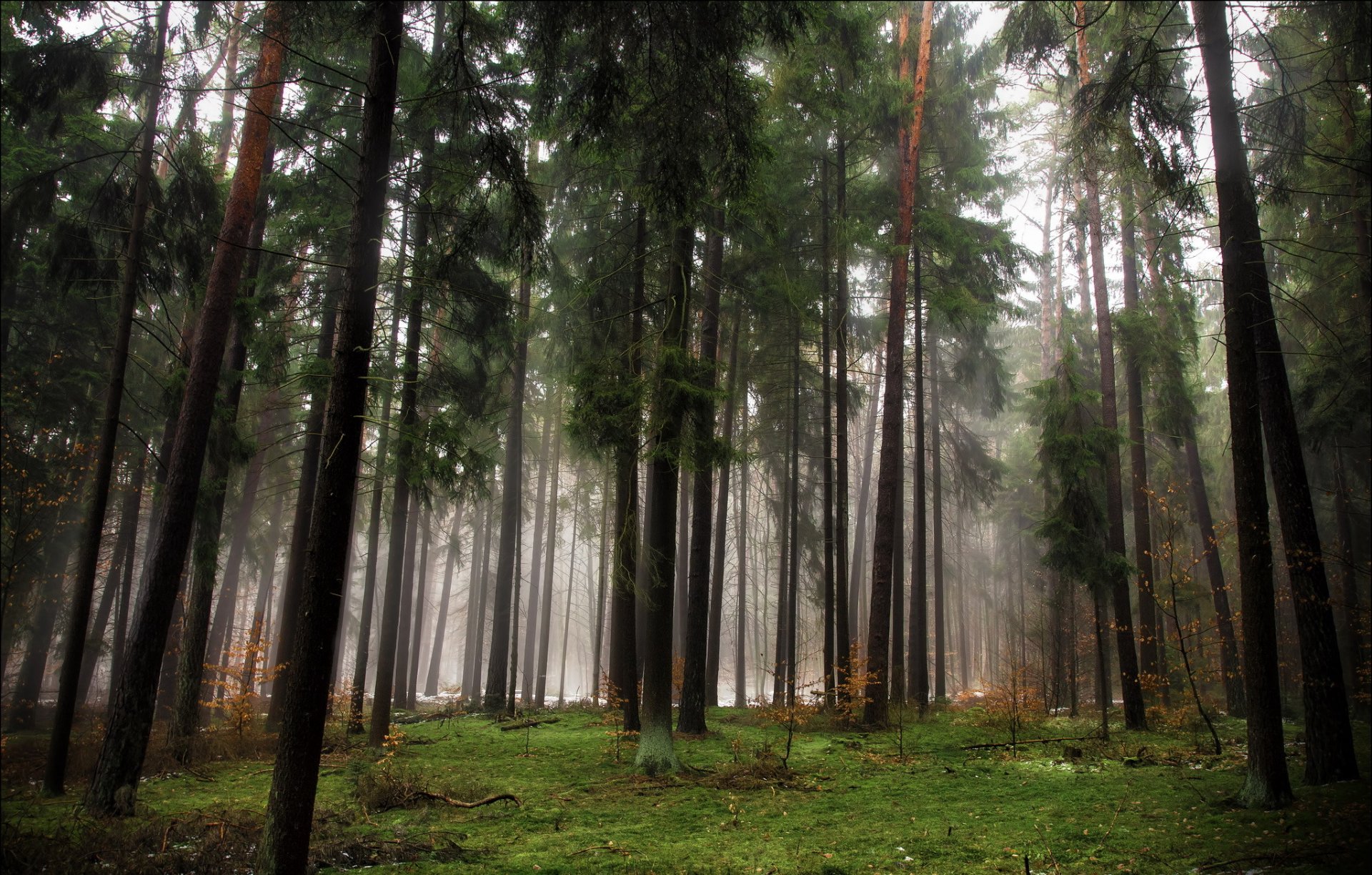 forest tree conifers autumn fog