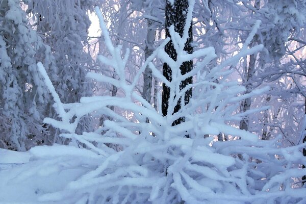 Tree branches covered with frost