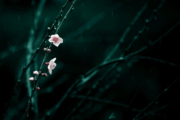 Cherry blossoms after spring rain