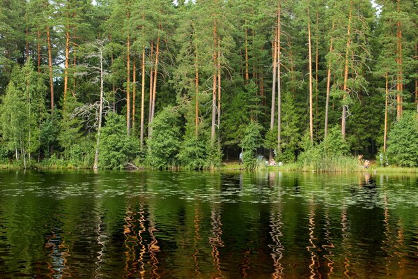 St. Petersburg forest with beautiful trees