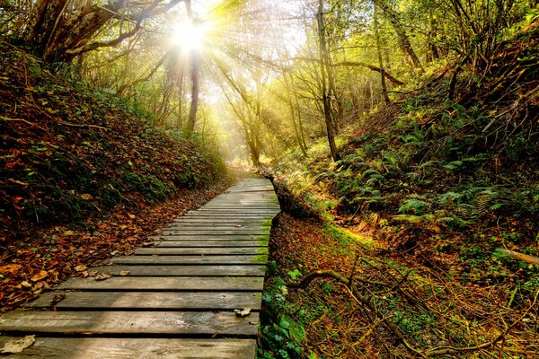 Sunset landscape trails in the autumn season