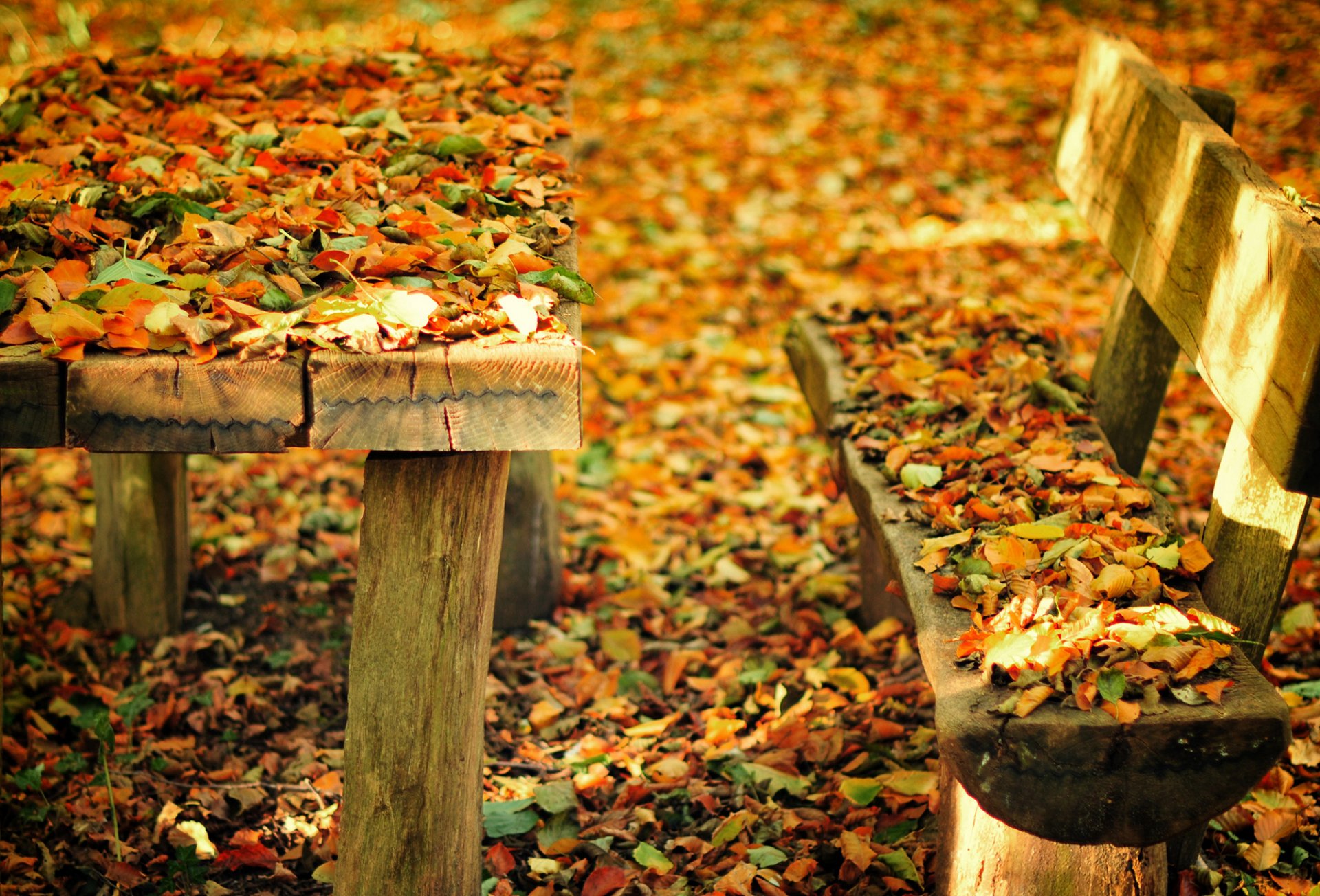 autumn nature park bench bench bench table leave