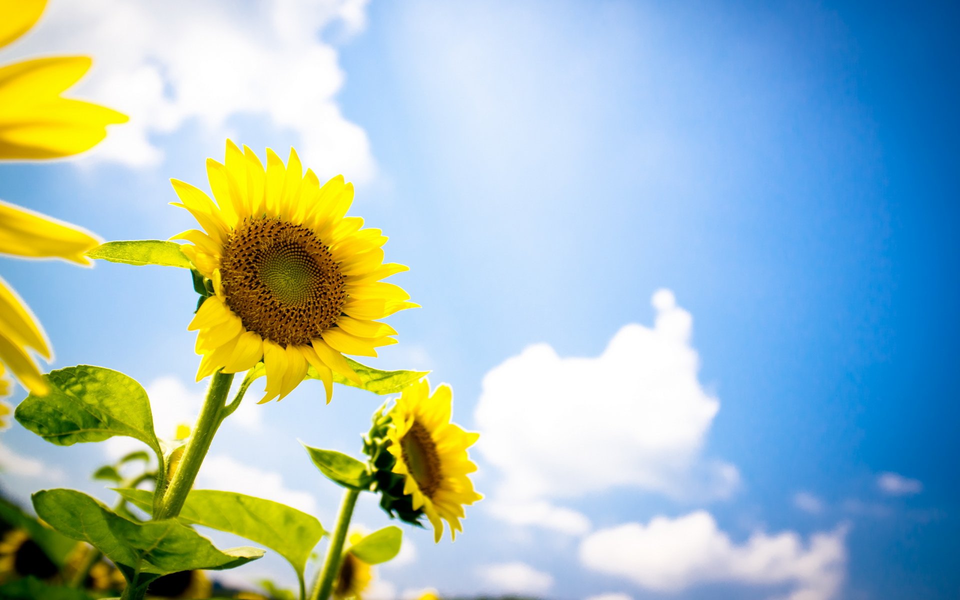 unflowers summer sky nature