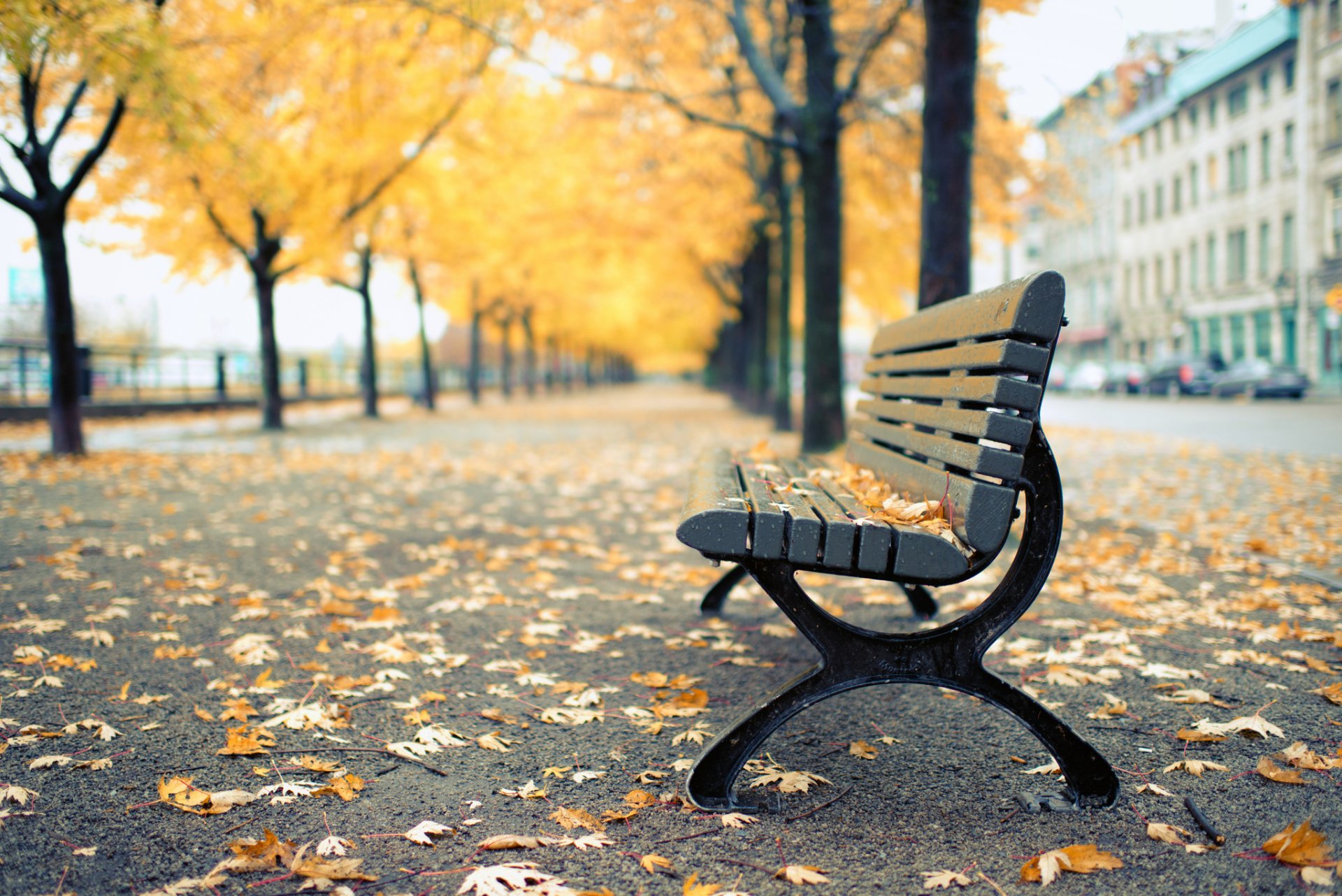 canada quebec montreal park bench shop autumn tree yellow leave