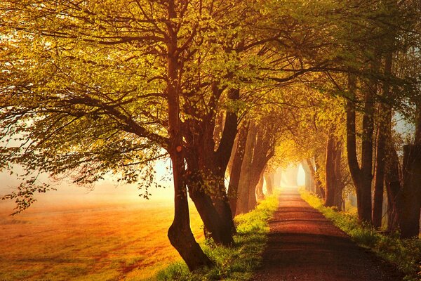 Avenue of autumn trees