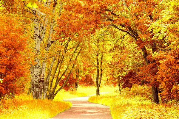 Forest path on the background of bright autumn trees