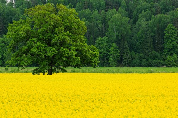 Green forest and rapeseed field in May