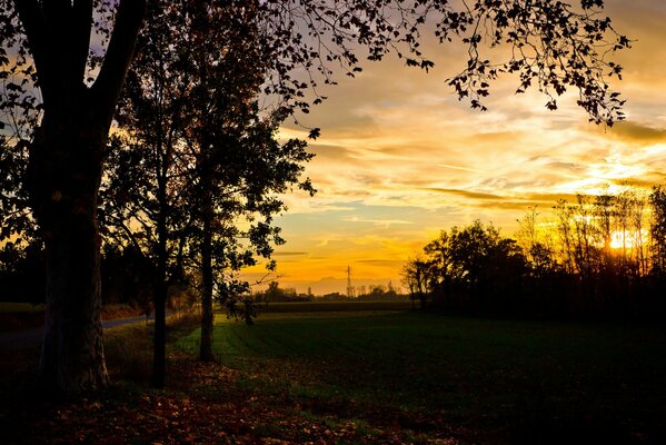 Evening photo of the field. Trees and sunset