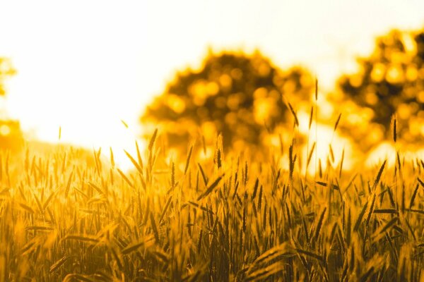 Large-format wallpaper of golden wheat