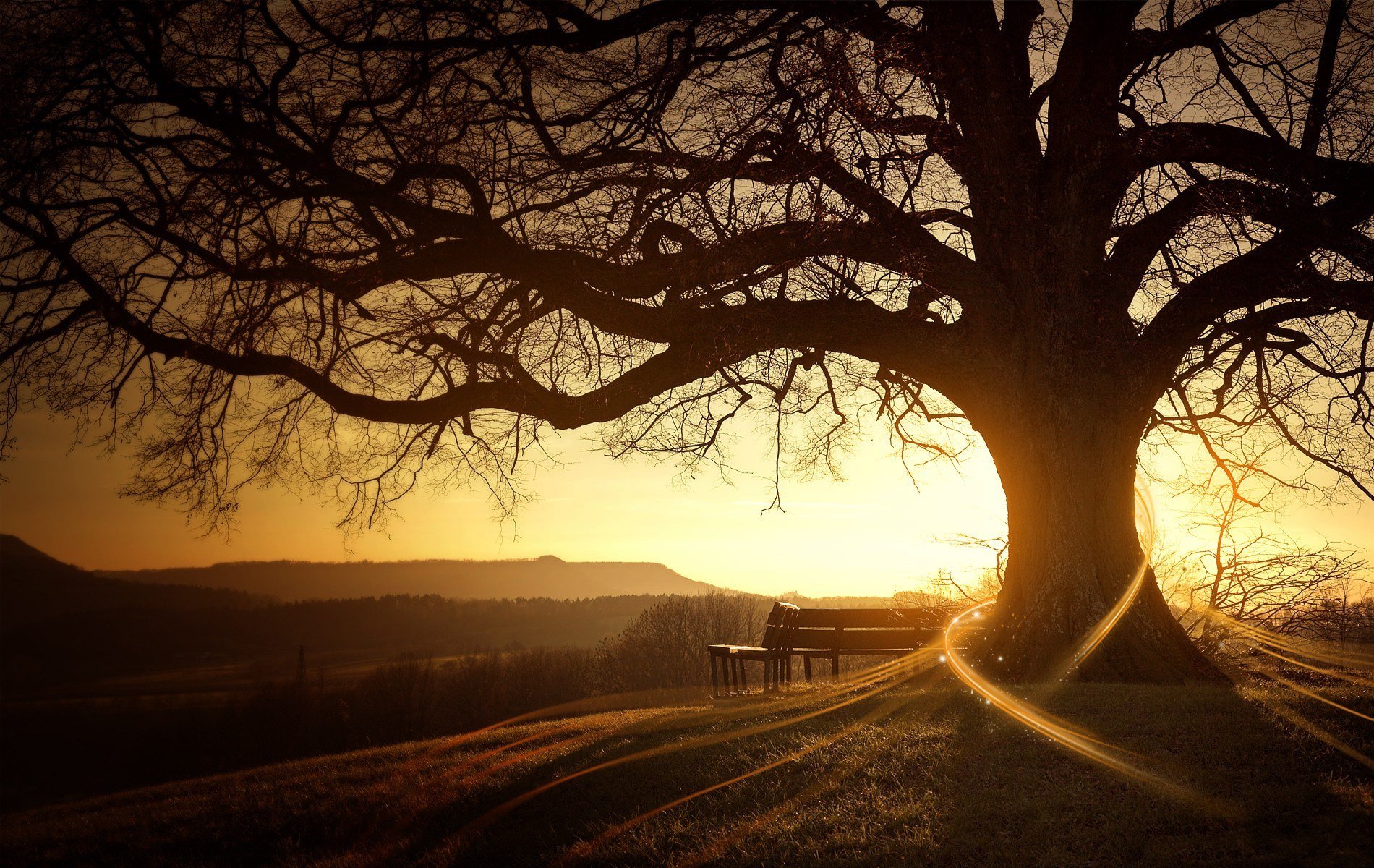 unrise tree sun