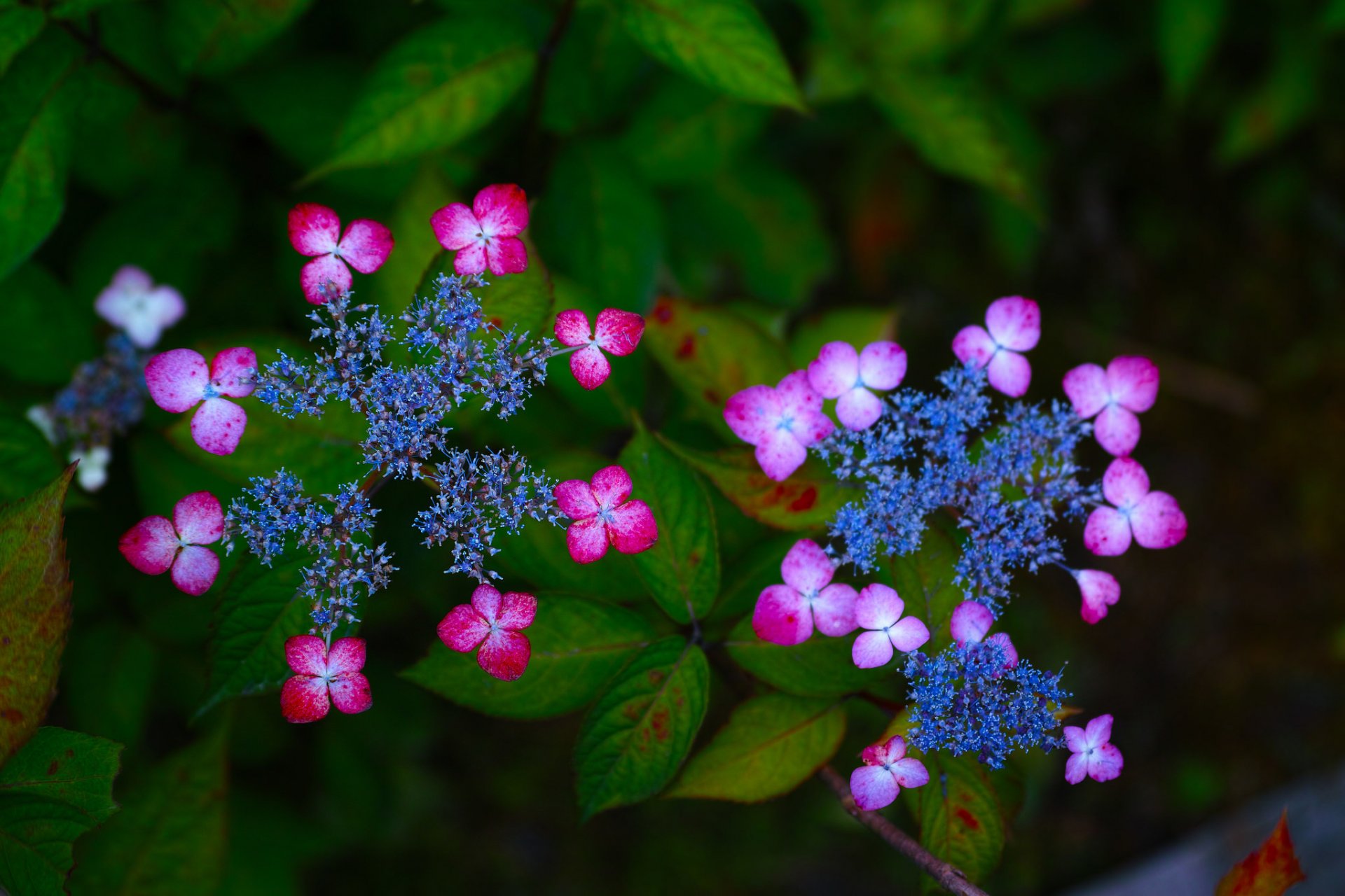 hydrangea flowers inflorescence close up