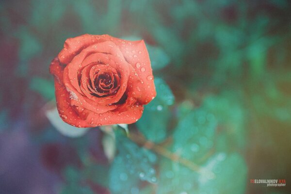 The flower is red. Cute and bright rose, water drops