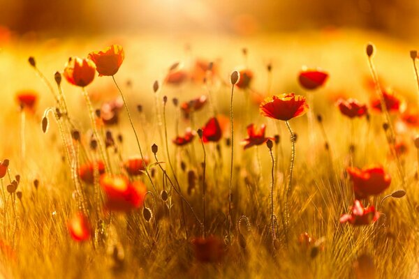 Summer field of red poppies