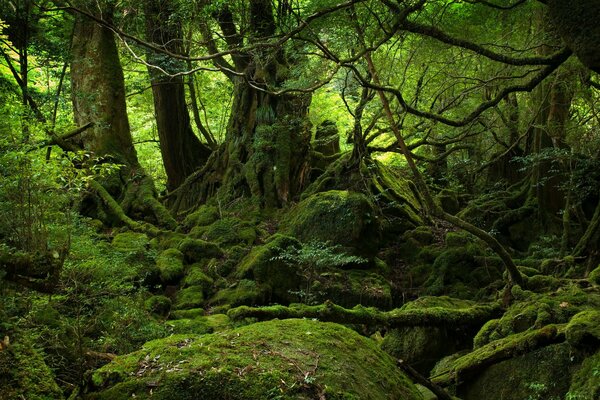 Tangled and moss-covered forgotten places