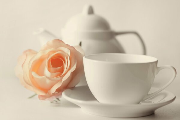 A gentle rose is like a man and a woman transmitting all the love