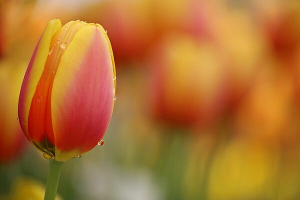 Orange tulips with raindrops