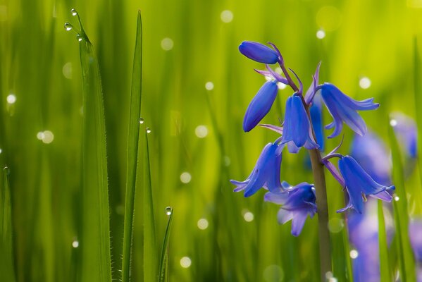 Bluebell flowers on a grass background with dew drops