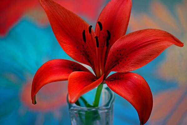 Petals of a red lily with stamens