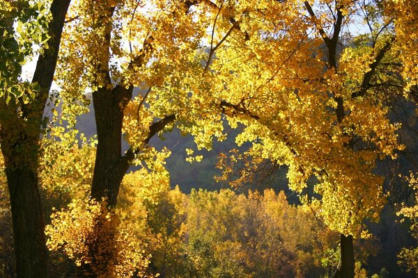 Autumn nature with yellow leaves