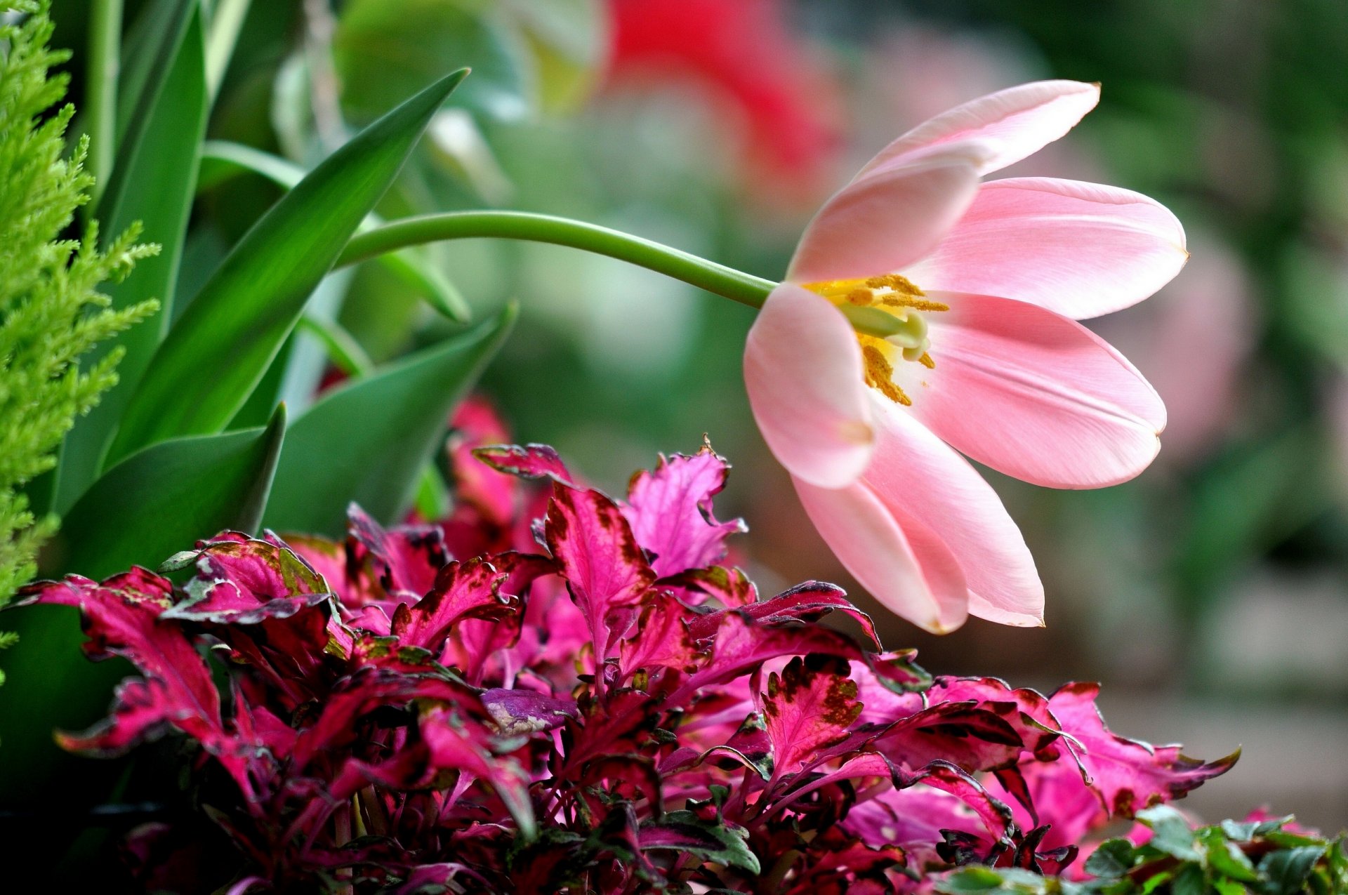 tulip petals bow