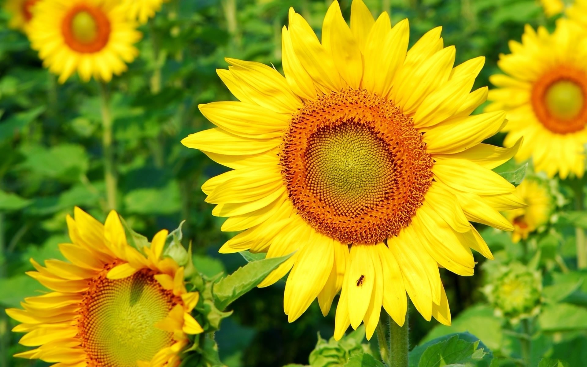 unflower summer wallpaper leaves green