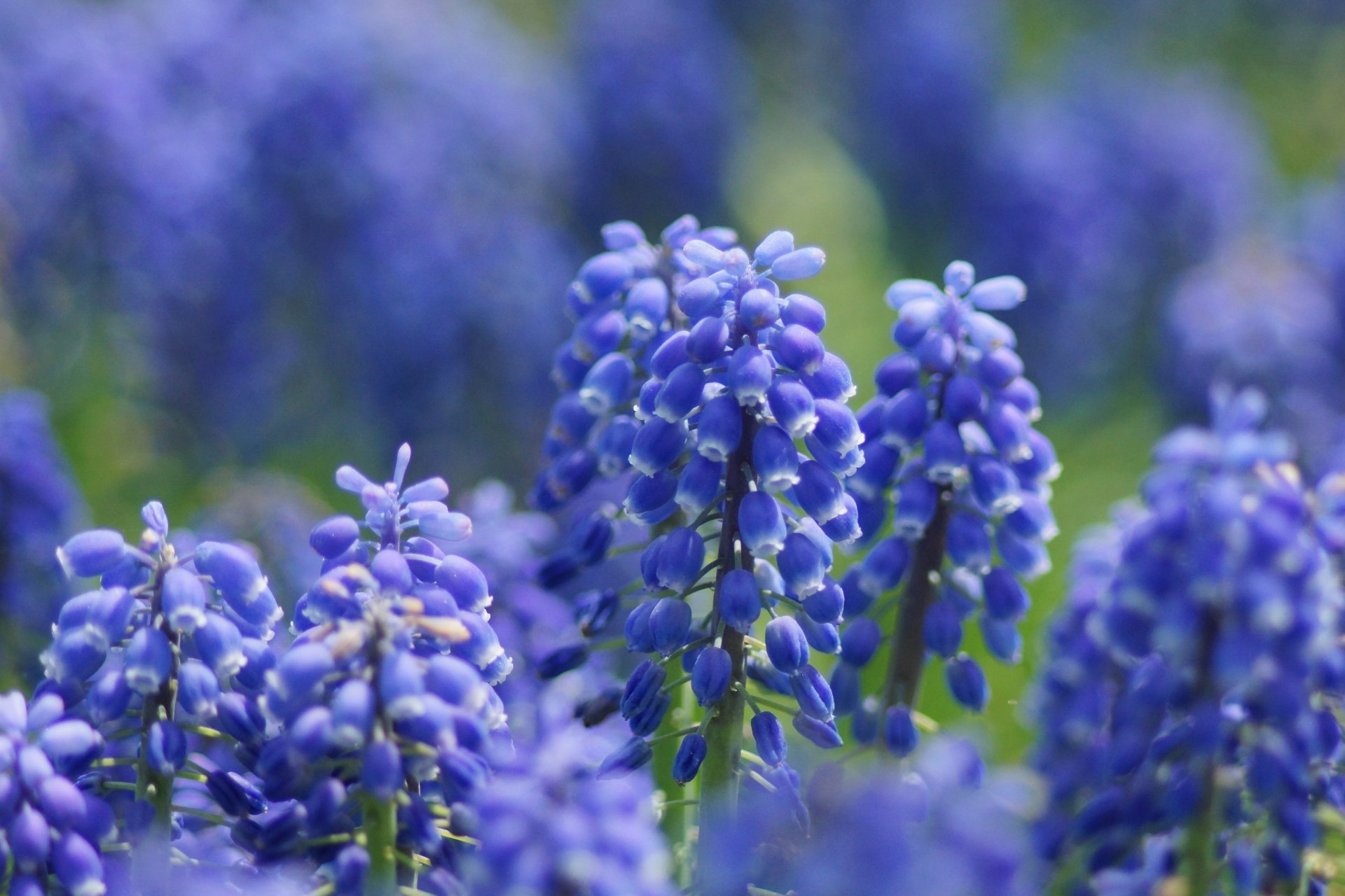 flower purple muscari focus close up