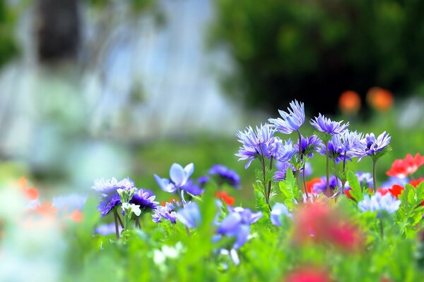Wildflowers in the field