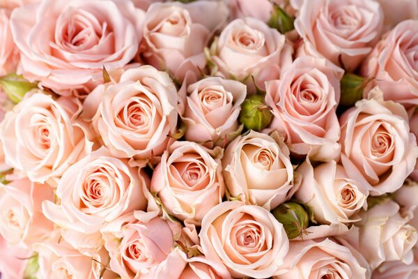 Top view of a huge delicate bouquet of pink roses