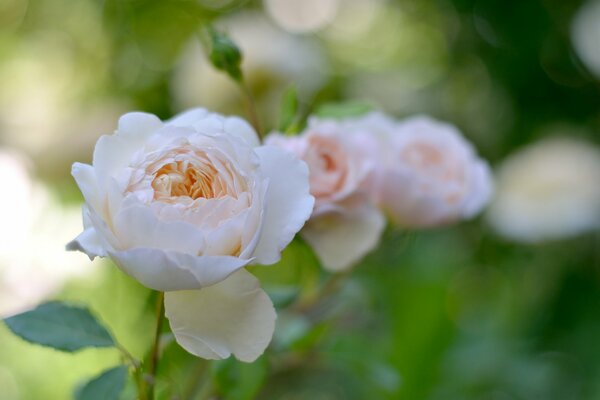 White roses on a green background